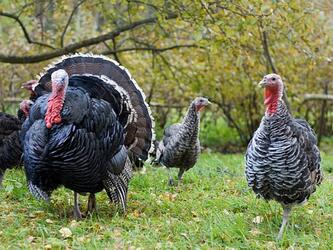 turkeys walking around on grass
